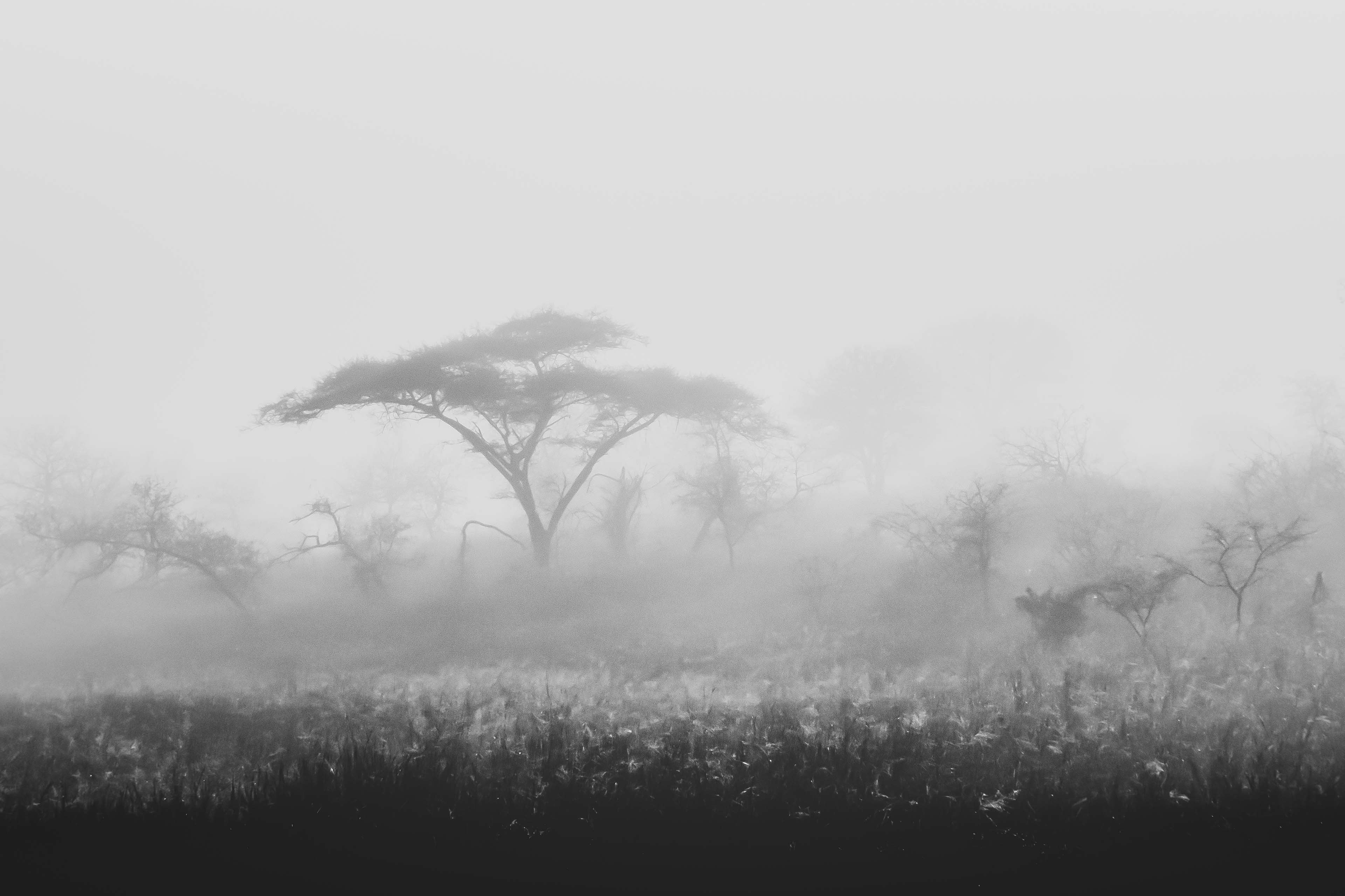 forest covered with mist